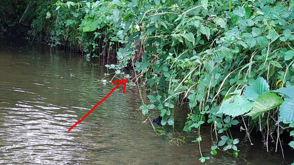 Photo showing where the trout was rising